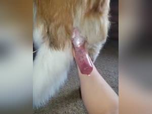 Wild knots dog sex extreme