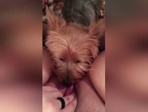 Forbidden dog sex hardcore