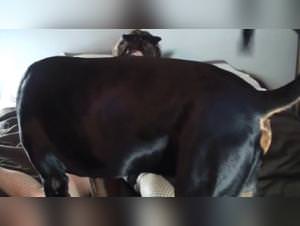 Bitch Fucked by Dog: Taboo Animal Delights