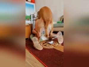 Dog knot erupts pussy