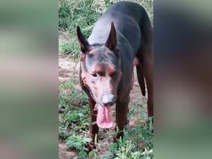 Man's huge cock with his dog