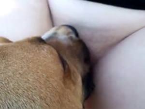 Spanish Girl Dog Fuck - Extreme Porn