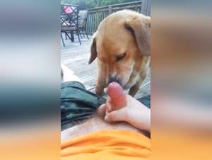 Filthy dog sex with submissive woman