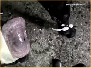 Stallion Power: Dominating Zoophilia Scenes