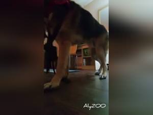 Beastiality: She Dog FUCKS German Shepherd