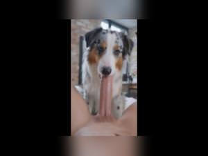 Austrian Shepherd Dog Bangs Woman