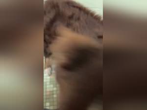 Dog licking pussy, bestiality videos