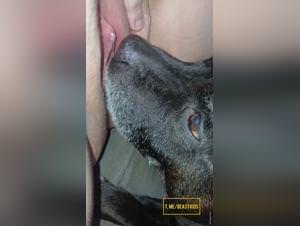 Slut licks dog extreme