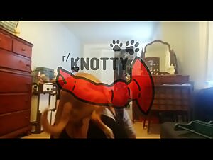 The Great Bleeding of my Ferocious Zoohamster