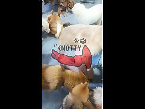 The wild love of dogs