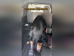 Wild doggy action : bitch and dog in a truck