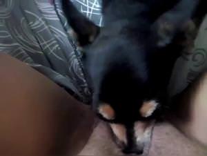 Girl Gets Fisted By Dog, Explicit Zoo Fidelity