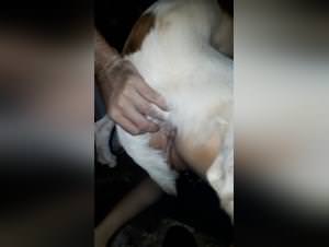 Wild dog sex extreme encounters