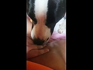 Beastiality denise frazier video with dog sexe animal