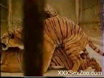 Awesome to see how two wild tigers are fucking in doggy style pose