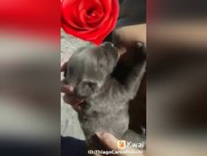 Slut Feeds Puppy Sex 19