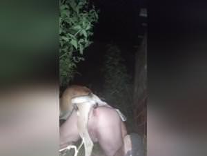 Dog fuck gay, hardcore bestiality scenes