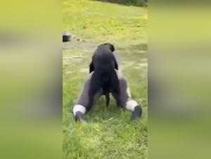 Dog sex wild amateur