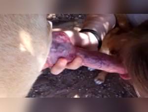 Doggy style lust: drinking sperm, extreme zoophilia