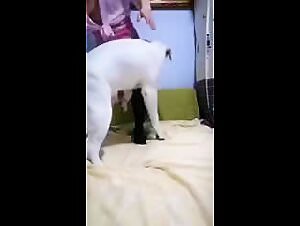Dog fucks his whore and sucks his dog a real slut