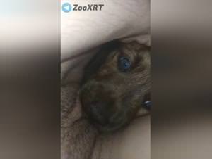 Dog licking: frenzied sex with canine