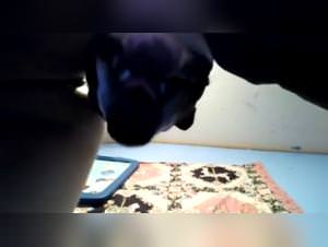 Brazilian Girl Dog Fuck Extreme Video
