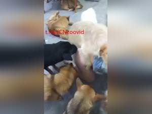 Chinese Mom Dog Sex Part 2