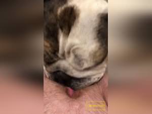 Bitch licking dog hardcore