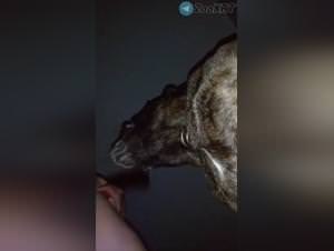 Busty Milf Dog Fuck Frenzy