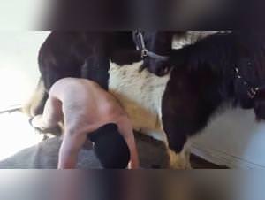 Horse bestiality anal gay extreme