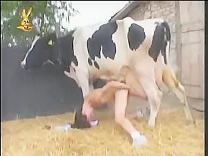 Woman and cow: a shocking scene of zoophilia