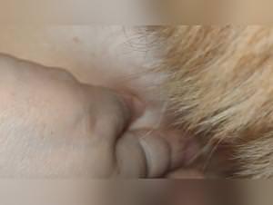 Shemale Dog Sex Tits