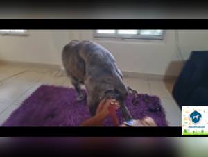 Alisonprod bestiality latina sex