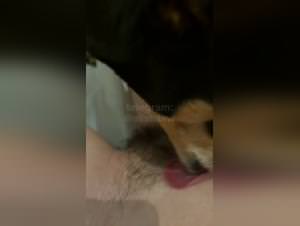Dog Licks My Hairy Pussy Again