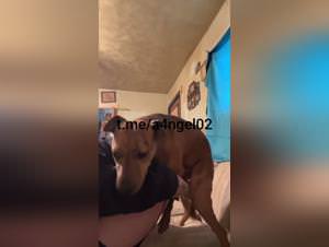 Slut Gets Fucked by Dog - Extreme Porn