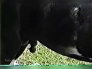 Milly & Horse Extreme: Wild Fucking Part 1