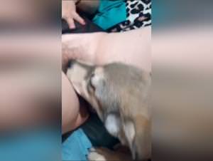 Wild dog sex taboo desires