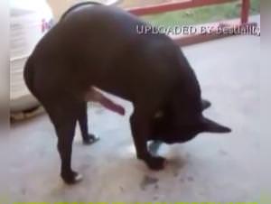 Dirty Sluts Dog Fuck Extreme 1