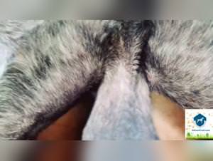 A slut in a rage: Lina Sam porn video