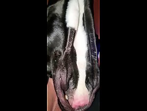 BBW Dog Sex Extravaganza: Horse Beastiality & Explicit Videos
