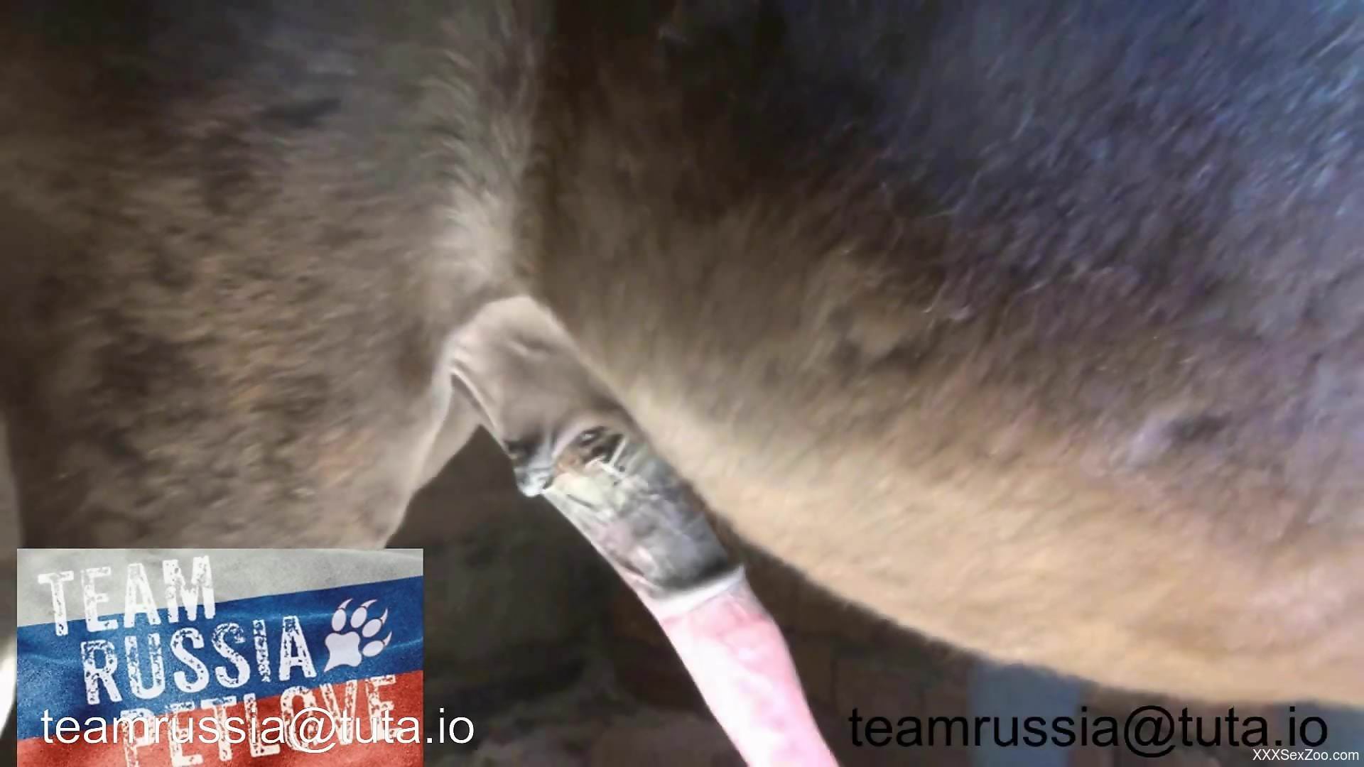 Pasty blonde in black lingerie worships a stallion cock