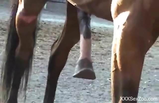 Horse penis being spotlighted in a hot XXX video