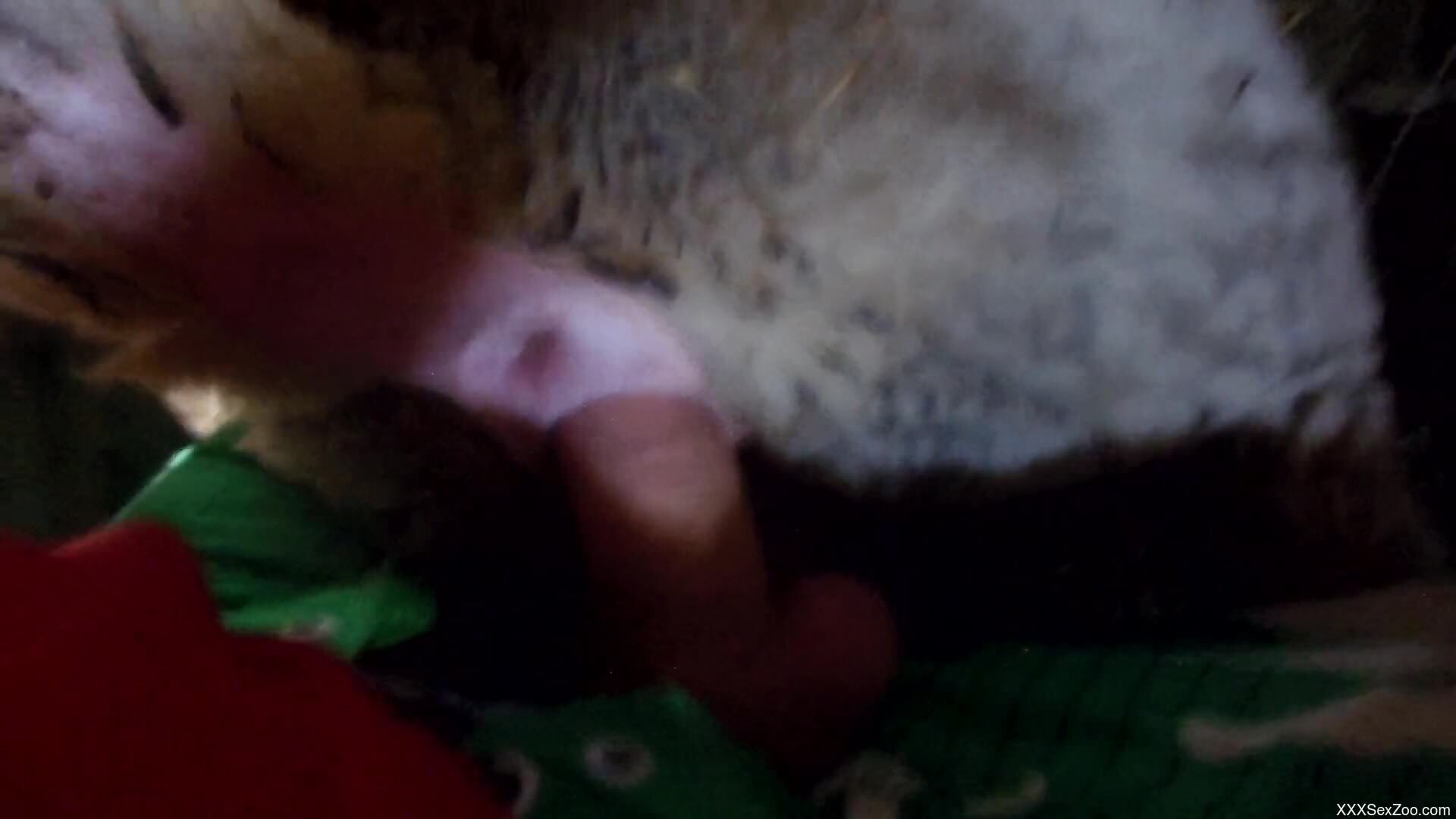 Dude is going to fuck a sexy animal from behind