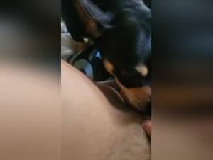 Slut Dog Fucks Part 1