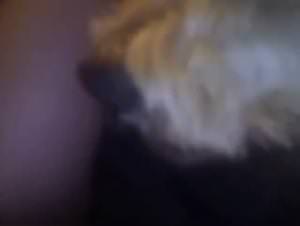 Bitch Fucked By Dog - Extreme Porn