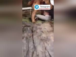 Chinese Beauty Dog Sex Part 1