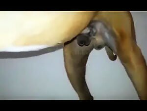 Sexy girl gets her pussy enlarged by the dog in live webcam scenes