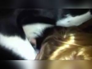 Bitch sucks her dog in the marital bed