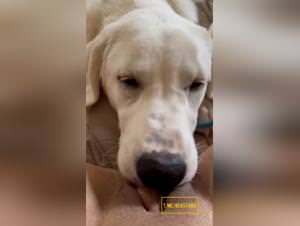 Dog Licking Pussy Hardcore