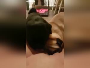Bitch licking her pug, extreme upscaled porn